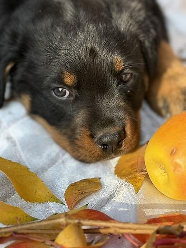 Продажа собак: Щенок породы ротвейлер Описание: - Породный щенок с классическим — 8