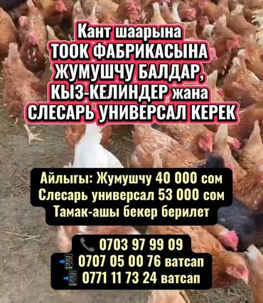 работа в караколе: КАНТ шаарына ТООК ФАБРИКАСЫНА 🐔 ТУРУКТУУ ИШТЕГЕНГЕ ЖУМУШЧУ БАЛДАР
