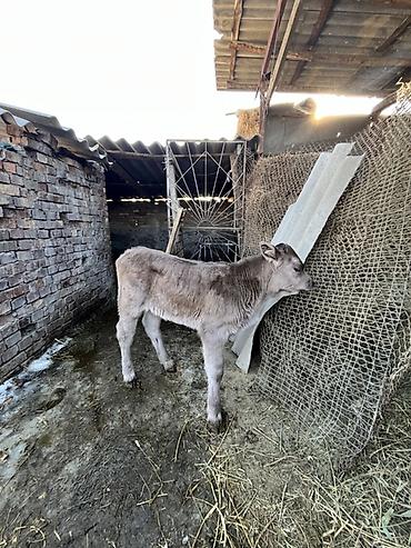 Коровы, быки: Продаю | Музоо, торпок | Полукровка | Для разведения | Искусственник — 7