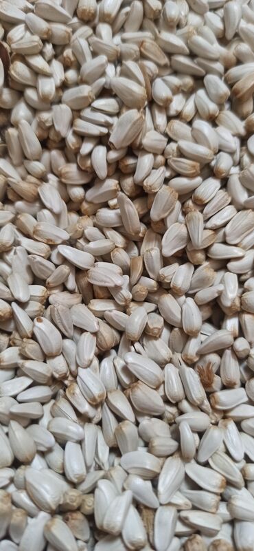продаю семена люцерны: Семена и саженцы