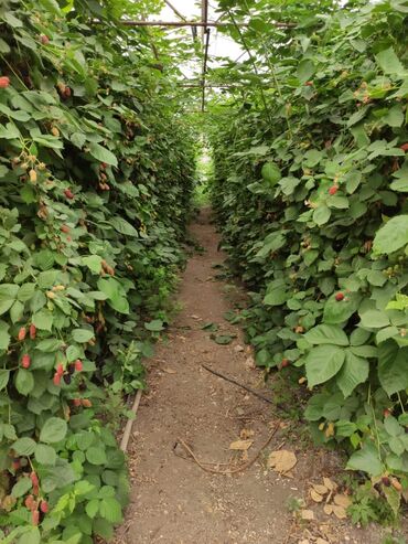 Şitillər: Isdenilen sort var sadece zeng edin catiraq — 7