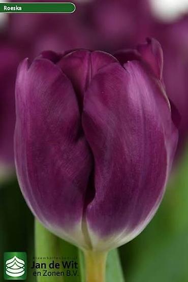 Садовые цветы и кустарники: Луковицы цветка: Тюльпаны, Бесплатная доставка — 2