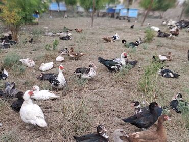 Quş: Salam lal ördəklər satılır .Fərələr 25 xoruzlar 35 azn .Fərələr — 21