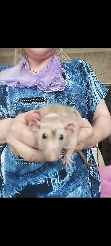 Крысы: Питомник крыс Rat Haus Love . Предлагает пару молодых крыс . Мальчик — 27