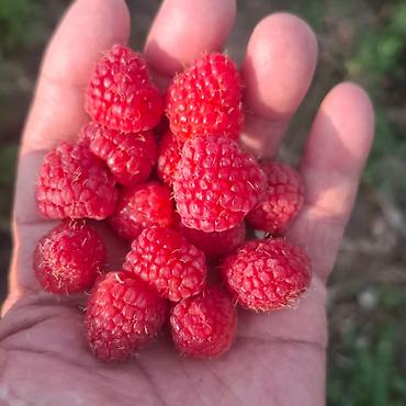 Малина: Саженцы малины. сорт полька - Сильные однолетние побеги с развитой — 9