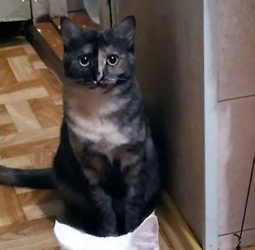 ласка: Друзья !! Очень ласковая и умная добрейшая .воспитанная кошечка 2х — 3