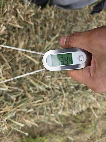коровы с теленком: 🌾 Сено после семенника 🌾 Продам сено, после обмолота. кастра Без — 3