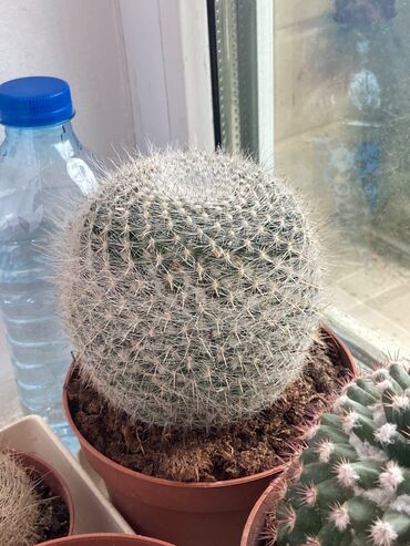 Otaq bitkiləri: Kaktus növləri hər qiymətə. Barter olar quş növləriylə. Tutuquşu Toyuq — 7