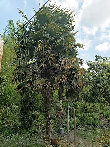 dekorativ ağacların satışı: Trachycarpus fortunei (Yaponiya külək palması) – həyətyanı sahələr — 1