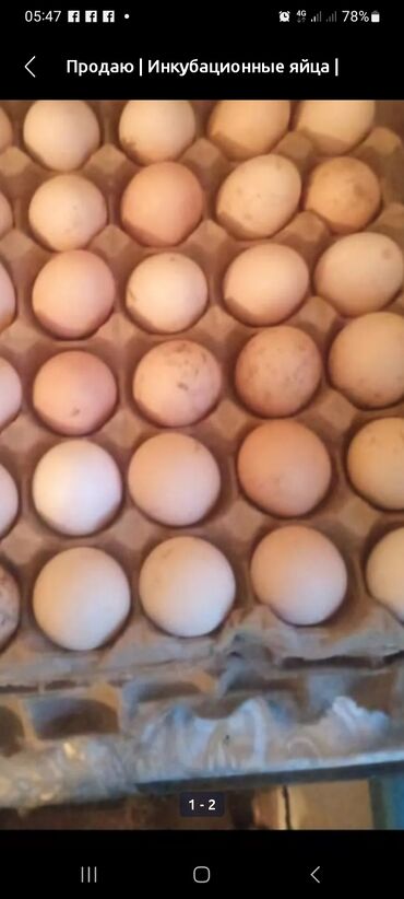 продаю инкубационное яйцо: Ундюшиные яйца
