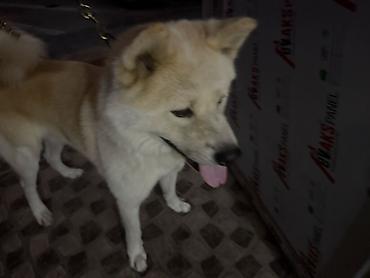 husky iti: Akita-inu, Erkək — 4