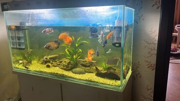 baliq: Dördbucaq akvarium, Balıqlarla birlikdə, 336 l