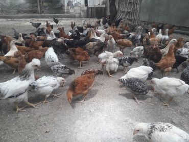 cuce yemi: 62günlük kend cüceleridir,20günlüklerinden bağ şeraitinde beslenib