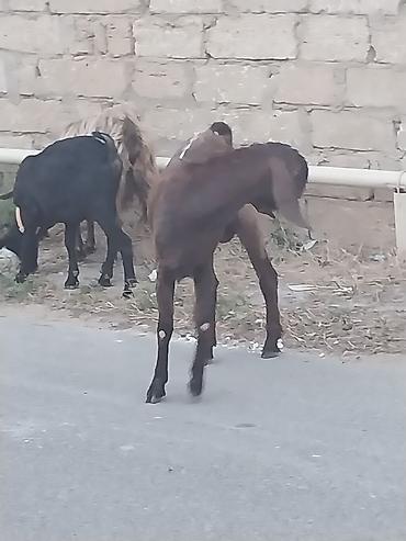 qurbanliq qoyun: Saf qan təmiz hələb təkəsi, onnan dönmə çəpişlər, Ana-bala qoyunlar. 2 — 3