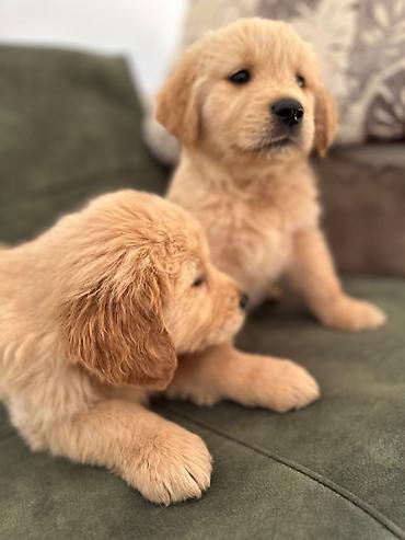 İtlər: Labrador-retriver, 1 ay, Erkek — 11
