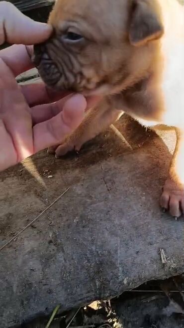 İtlər: Pitbul, 1 ay, Erkek, Peyvəndli, Pulsuz çatdırılma — 12