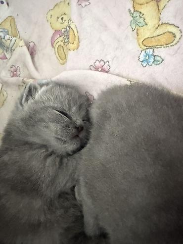 Pişiklər: Britan, Dişi — 15