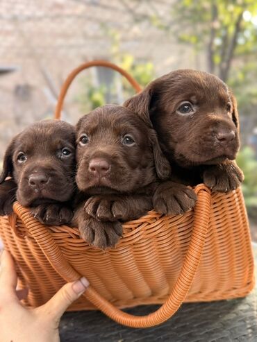 Продажа собак: Щенки лабрадор -ретривер 🐾 Рождены-27.07.2025 Шоколадного окраса С — 6