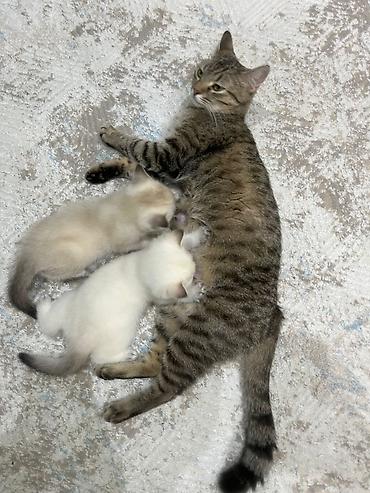 Pişiklər: Şinşilla — 8