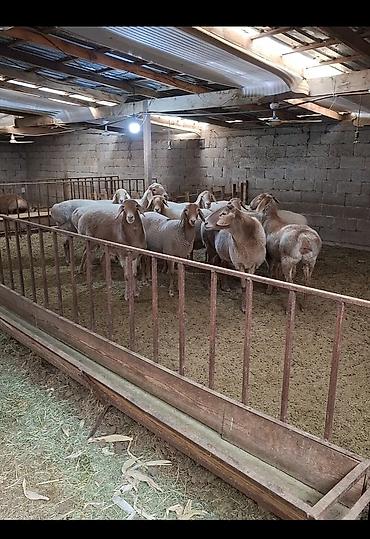 Продам с/х животных: Продаю | Овца (самка), Ягненок | Арашан | Для разведения | Племенные, Котные, Матка — 2