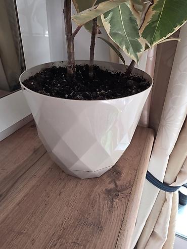 Фикустар: Фикус эластика вариегатный (Ficus elastica Tineke) в декоративном — 2