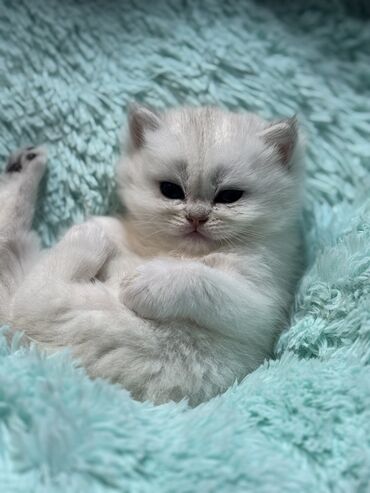 Продажа кошек: Скотиш Фолд (Шотландская вислоухая), 2 месяца, Девочка at lalafo.kg — 12 Продажа кошек: Скотиш Фолд (Шотландская вислоухая), 2 месяца, Девочка — 12