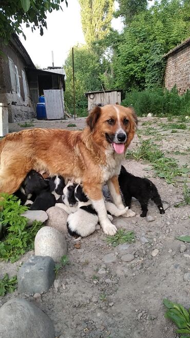 Собаки: Отдаю щенят, рождены в середине апреля 2024. Разная расцветка