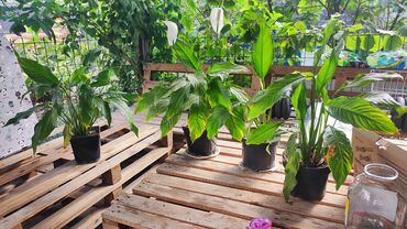 спатифиллум сенсация: 🌿 Спатифиллум – Женское счастье 🌿