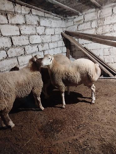 qoç: Bir quzu bir togluqocdu real aliciya endirim olacaq heyvanlar — 3