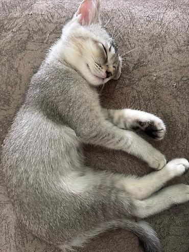 Pişiklər: Britan — 13