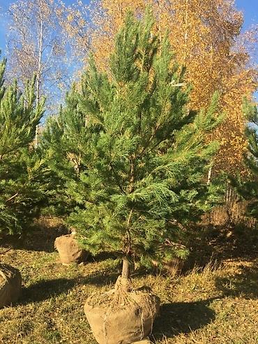 Chestnut saplings: Саженцы — 7