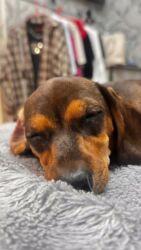 продаю щенок: Такса, 6 месяцев, Самка