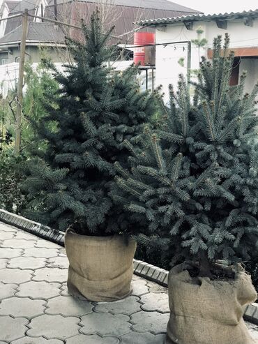 Декоративные деревья: Продаются елки🌿🌲 От 60 до 160см. С хорошим комом. Идеально подойдет at lalafo.kg — 1 Декоративные деревья: Продаются елки🌿🌲 От 60 до 160см. С хорошим комом. Идеально подойдет — 1