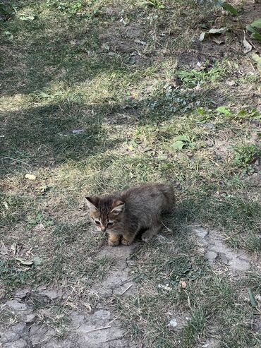 британская котенок: Котенок во дворе, отдадим в хорошие руки