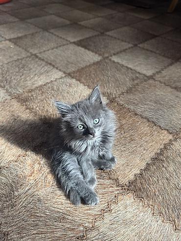 домашний животные: Кошка даром: Беспородная, 2 месяца, Мальчик, Приучена к лотку — 3
