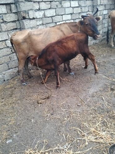 Atlar: Dişi, il: 6, Damazlıq, Südlük, Ünvandan götürmə