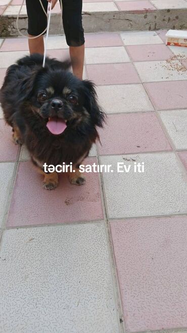 İnformatika: Pekines, 3 ay, Erkek