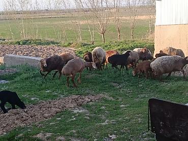 Баран, овца: Продаю | Овца (самка) | Для разведения | Матка — 4