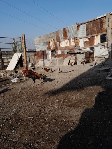 Xoruzlar: Məhsul: Xoruz (yerli döyüş/əsilzadı tipli) Təsvir: - Uzun bədənli — 8