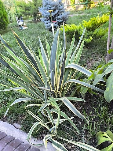 юка маленькая: Юкка нитчатая (Yucca filamentosa) пестролистная, садовая форма — 2