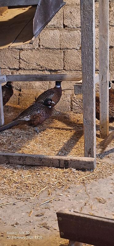 Digər quşlar: Qirqovul Xoruzlar satilir — 8