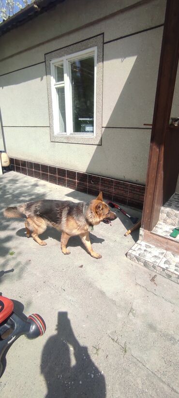собака машке: Продаю чистокровную Немецкую Овчарку. 1 год. 6000сом. местоположение