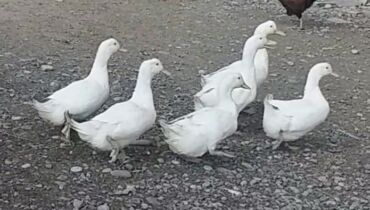 Ördəklər: Ördəklər — 9