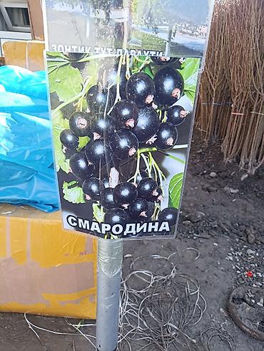 Виноград: Саженцы оптом и в розницу г.Бишкек доставка по городу Все виды — 13