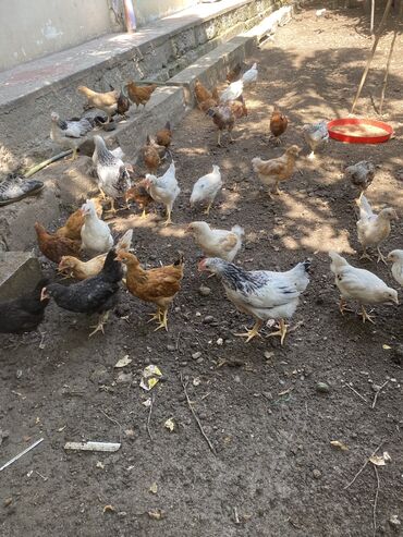 kend colpaları: Куриные цыплята, Для мяса, Самовывоз