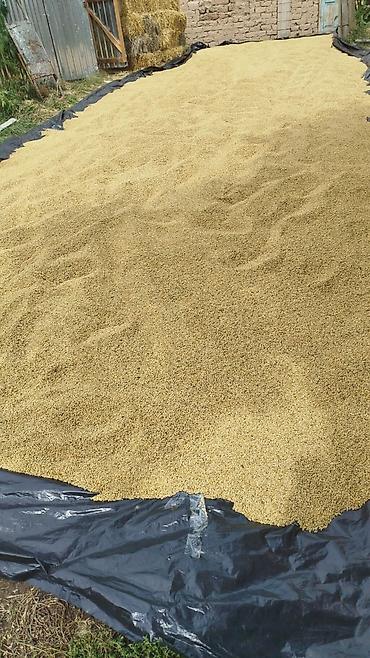 Продаётся ячмень сухой очищенный 4 тонны Жети огузкий район село