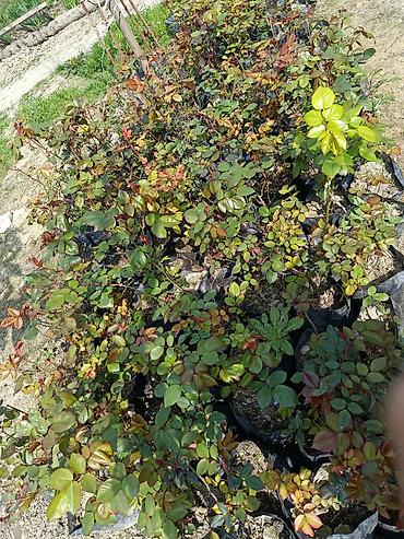dəmir tikanı bitkisi: Məhsul: Qızılgül (gül kolları) tingləri – torflu/torpaq dolu plastik — 1