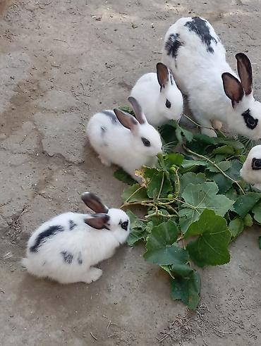 bakida cins ineklerin satisi: Dovşan Balaları Ağlı Qaralı 5 manatdan başlayan qiymətlərlə balaca — 1