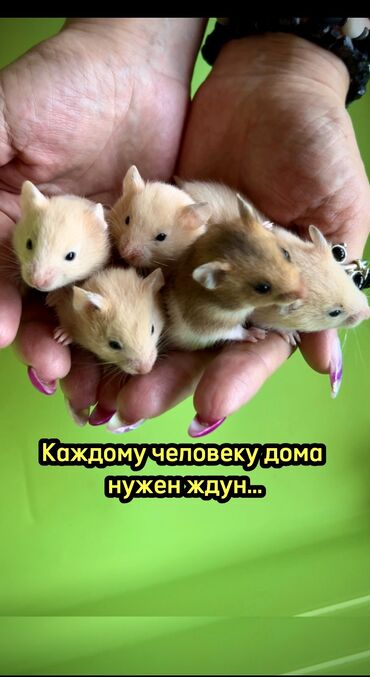 крыса домашняя: Продаются хомячки сирийские, ангорские пушистые хомячки, джунгарские