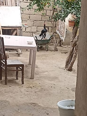 Salam Mayda cxıb Heyvanın qana cinsinə söz yoxdu sadəcə baxamram işdə